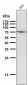 Anti-GRP78 BiP HSPA5 Rabbit Monoclonal Antibody